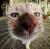 straycat